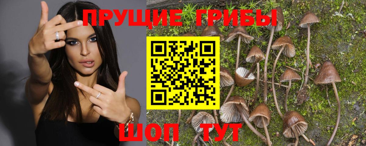 Псилоцибиновые грибы Cubensis Курган
